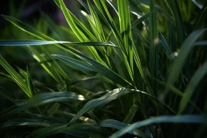 Citronella Fragrance Oil