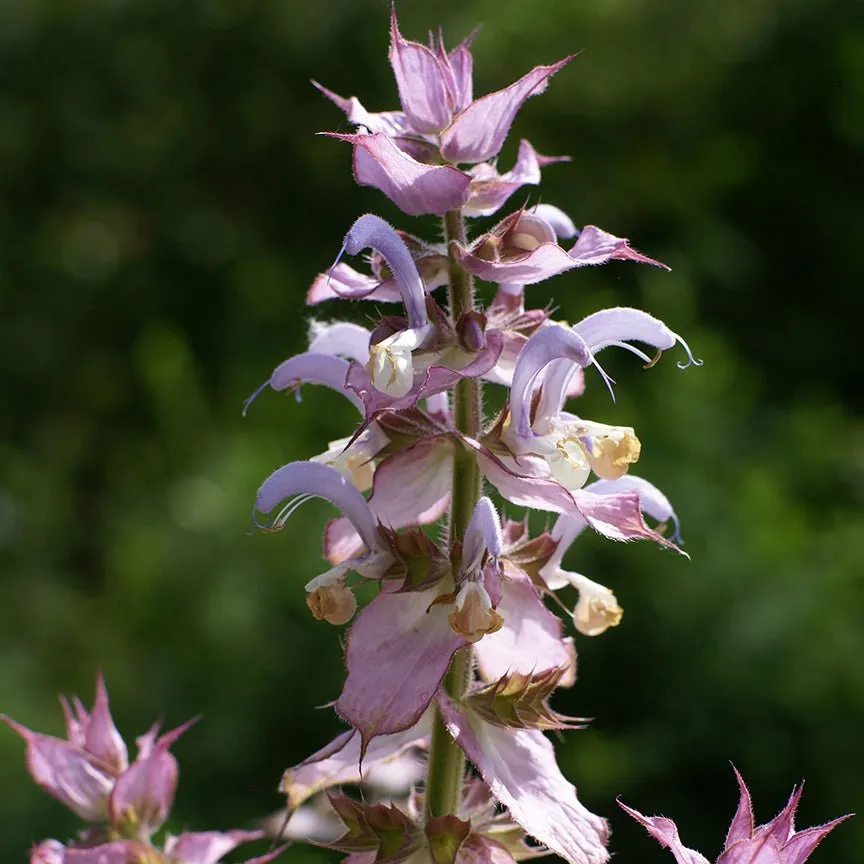 Clary Sage Essential Oil