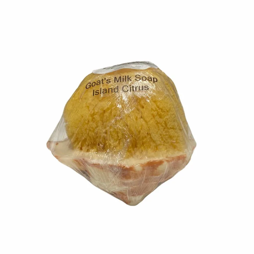 Conch Shell Soap with Natural Sea Sponge - Island Citrus