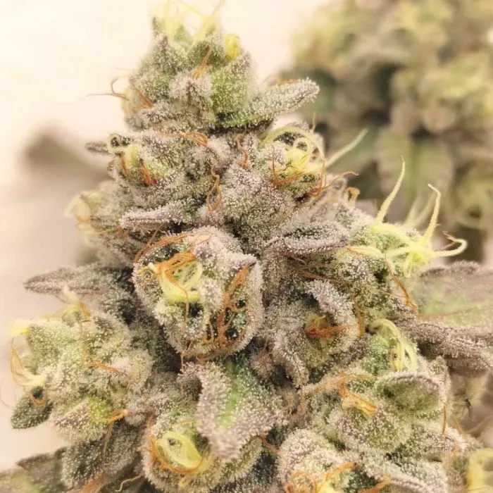 Grounded Genetics - Zlurpi