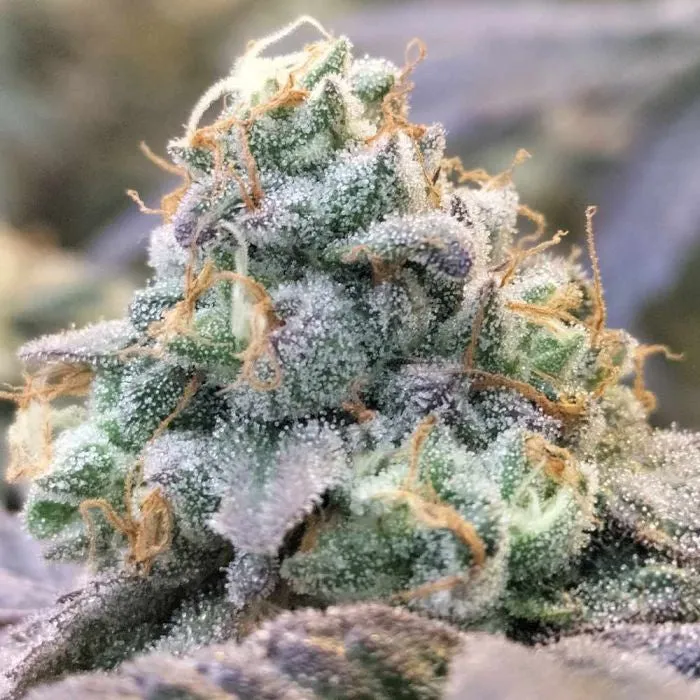 Grounded Genetics - Zlurpi