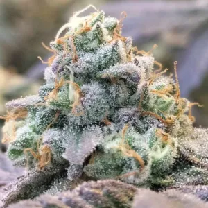 Grounded Genetics - Zlurpi