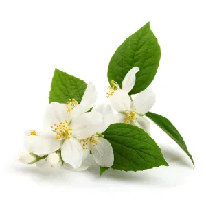 Jasmine Fragrance Oil