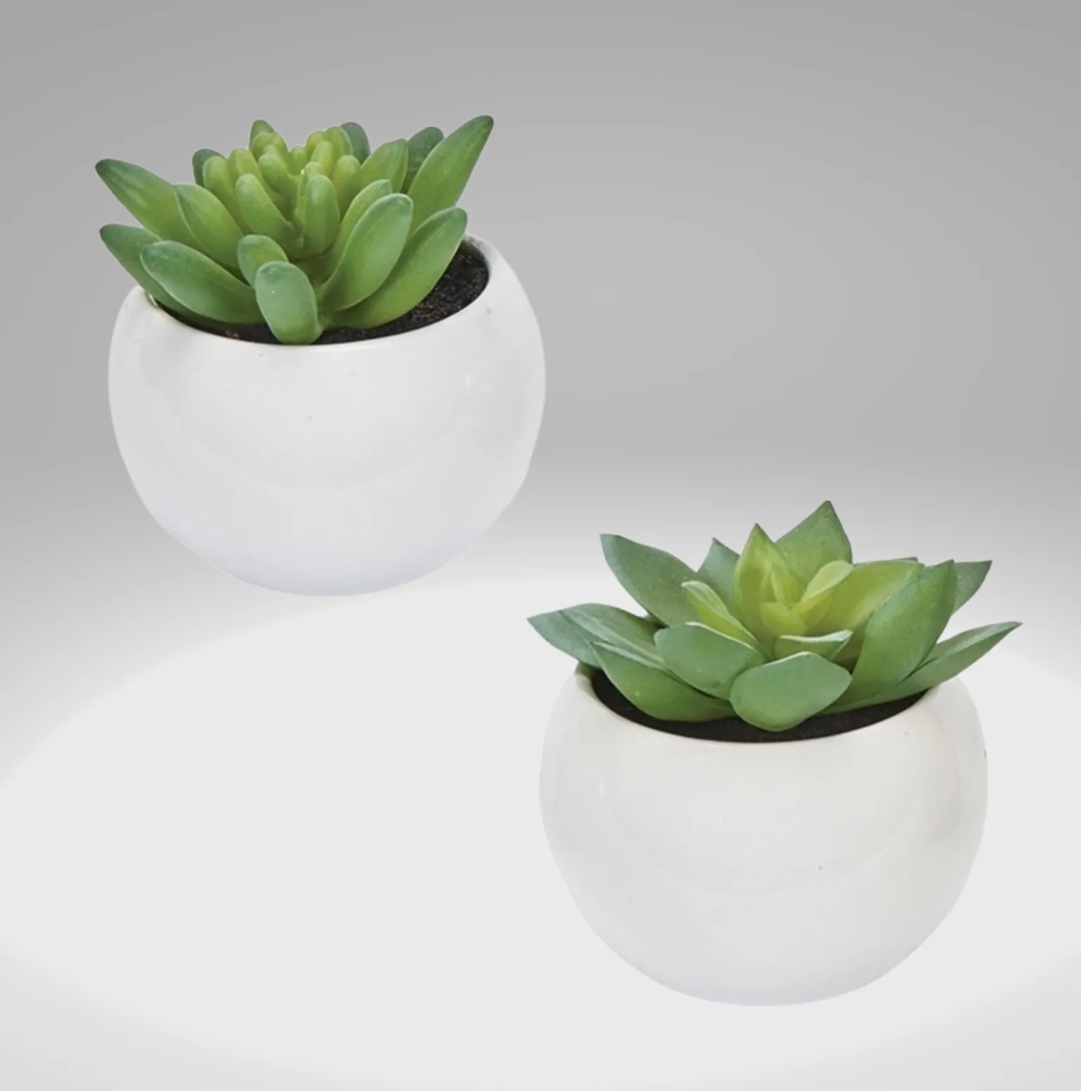 Mini Succulent - Available with Gal Pal Gift Boxes