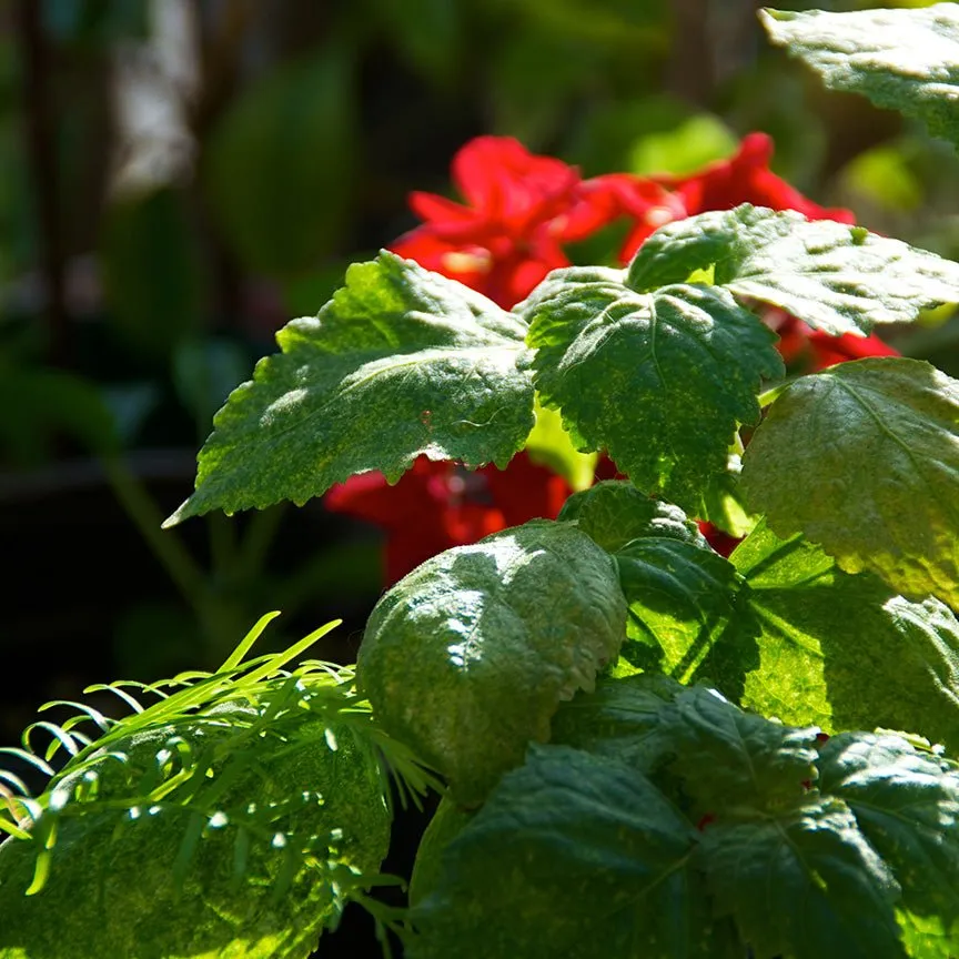 Patchouli Essential Oil