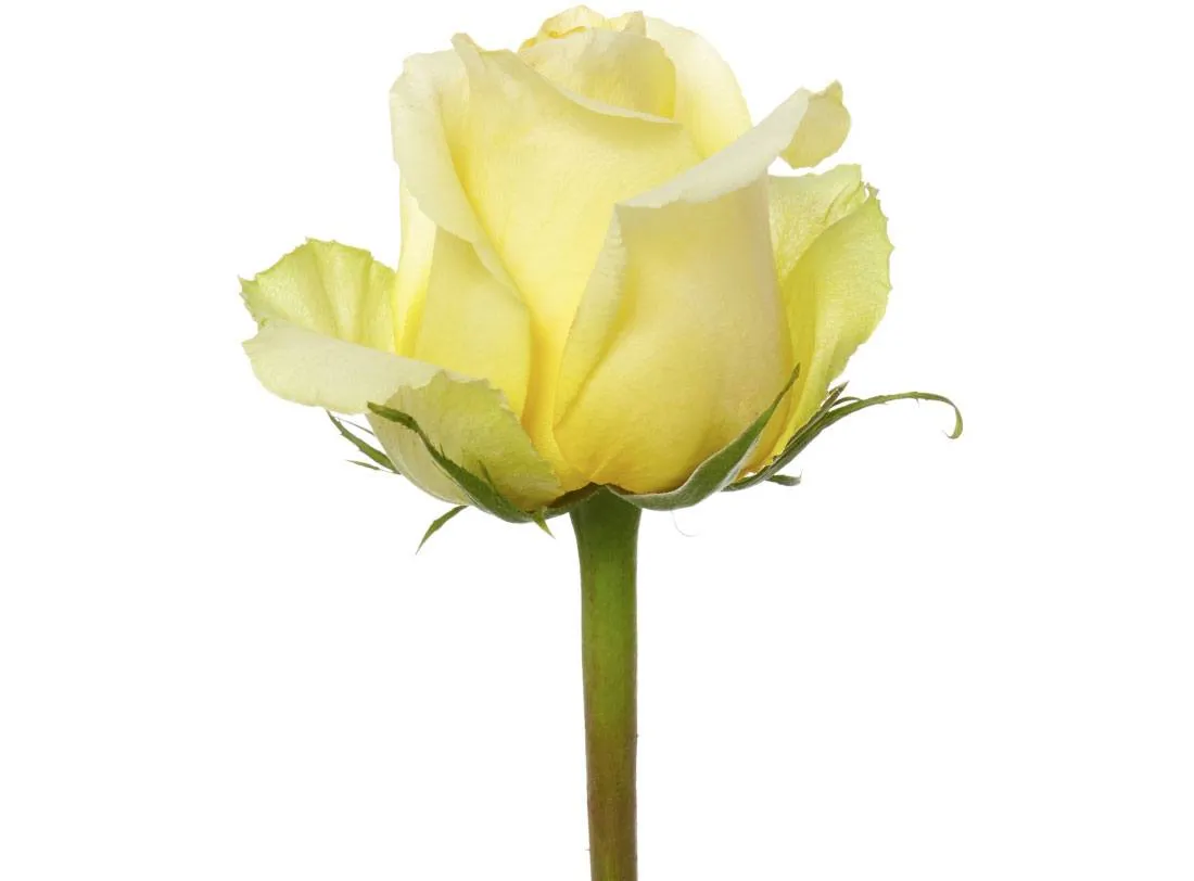 Rose Light Yellow