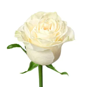 Rose White