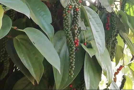 Single Origin Hill Black Pepper