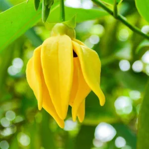 Ylang Ylang III Essential Oil